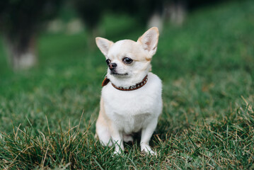 red and white chihuahua sitting on green grass in park in sunny summer day, dwarf dog breed, dogwalking concept