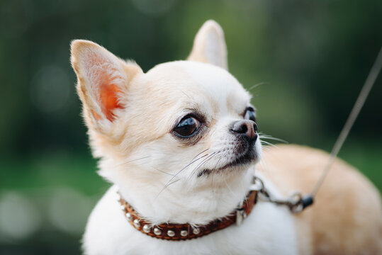 red and white chihuahua walking in city park in sunny summer day, close-up view of head, dwarf dog breed, dogwalking concept