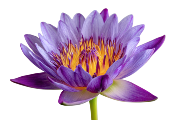 PNG Vibrant purple water lily bloom