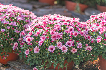 Three terracotta pots filled with pink blooming plants in a row, arranged orderly in a garden setting Soft diffused lighting.