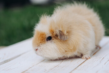 Fototapeta premium cute white and cream-colored guinea pig portrait, sitting on wooden board, pet at walk in summer, green grass in background, macro photo, selective focus