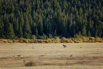 Rocky Mountain Colorado National Park Landscape lobe bull elk