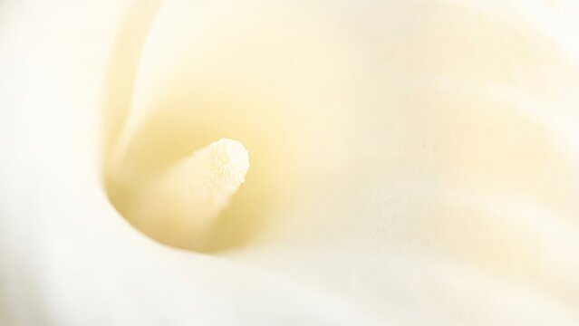 Close-up of white calla lily flower with soft, delicate petals - Powered by Adobe