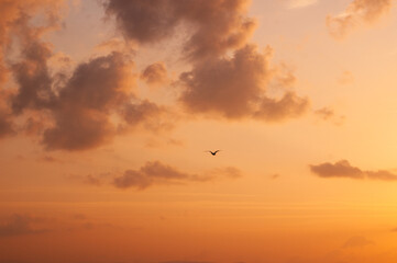 Seagull Silhouette Against Cloudy Sunset Sky