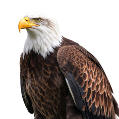 Obraz premium Majestic Bald Eagle Perched Confidently With Sharp Gaze and Striking Feather Details