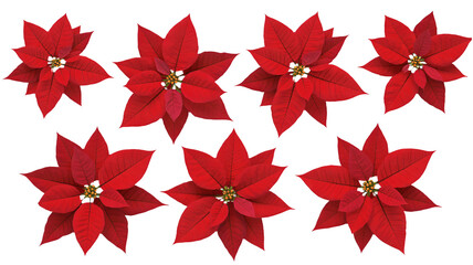 Festive poinsettia blooms creating a classic holiday floral pattern