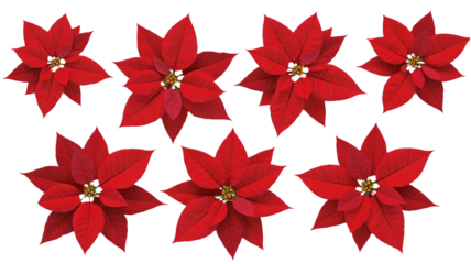 Festive poinsettia blooms creating a classic holiday floral pattern