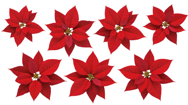 Festive poinsettia blooms creating a classic holiday floral pattern - Powered by Adobe
