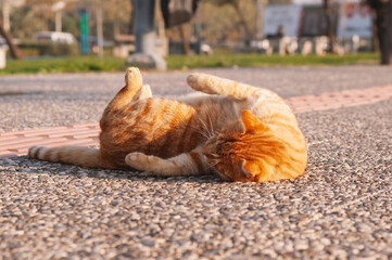 Adorable Ginger Stray Cat Lying Down