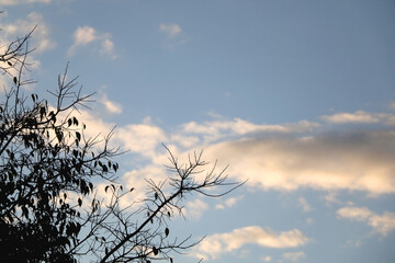 Bare tree branches in the winter. Dramataic sky in the background. Selective focus.