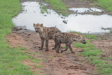Hyena cubs exploring in the African savanna.