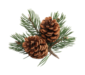 PNG Pine cones with evergreen needles