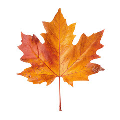 Fototapeta premium Bright Orange and Red Maple Leaf Showcasing Autumn Colors