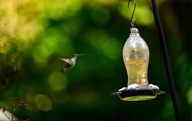 hummingbird at feeder