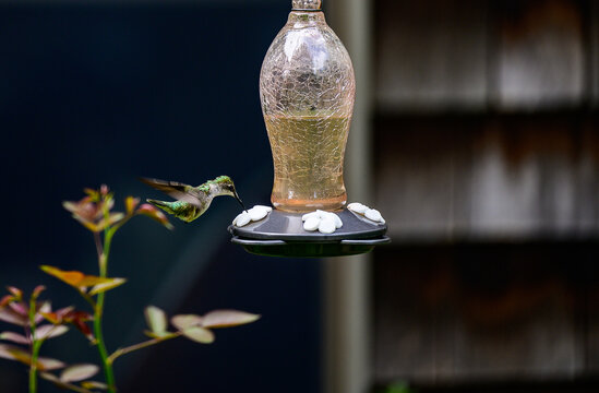 hummingbird on a feeder