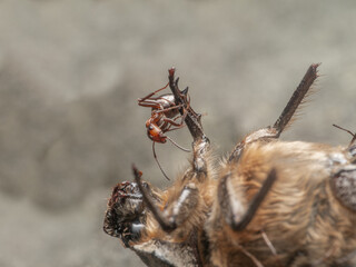 Zu sehen ist eine interessante Nahaufnahme einer roten Waldameise (Formica).  Die Ameise h&auml;ngt an einem Bein eines toten Insekts.