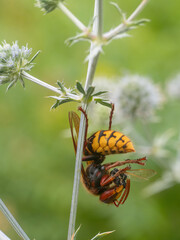 Nahaufnahme einer Europ&auml;ischen Hornisse ( Vespa crabro), die mit einem erbeuteten Insekt an einer Pflanze h&auml;ngt.