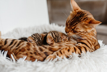 young cute small bengal kittens with mother cat lying in white fluffy cat bed, red and black, striped and spotted, ginger cat, newborn kittens sucking milk, drinking milk, cat maternity concept