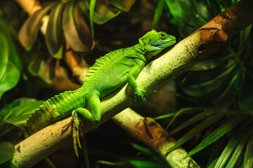 Obraz premium Green tropical lizard resting on a tree branch surrounded by dense jungle foliage under warm light