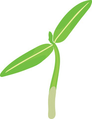 Sprout of tomato plant with two green leaves isolated on white background	