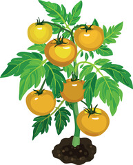 Tomato plant with yellow fruits and green leaves isolated on white background	