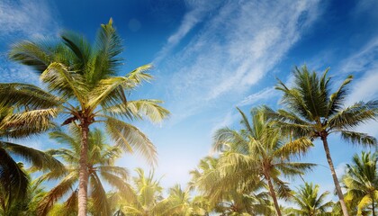Palm Trees Blue Sky Background