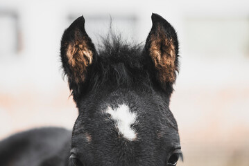 Close-up portrait of a black foal with a white star marking, showing its fluffy ears and soft newborn coat. Young foal with soft fuzzy ears