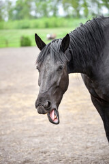 Black horse with its mouth open in a humorous, expressive moment, appearing to neigh, yawn, or react playfully in a paddock.Funny portrait of a black horse