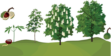 Obraz premium Life cycle of horse chestnut tree (Aesculus hippocastanum). Growth stages from seed and sprout to old tree and green crown isolated on white background 