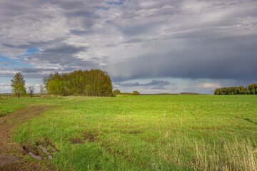 Field of grass with a few trees in the background