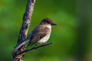Eastern Phoebe on branch