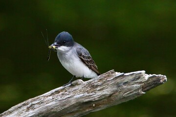 Eastern Kingbird with Dragonfly