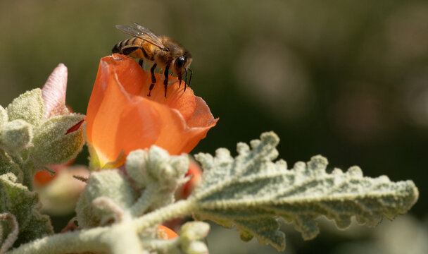 Bee Collecting Pollen on a Flower