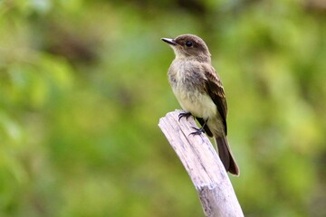 Eastern Phoebe on branch