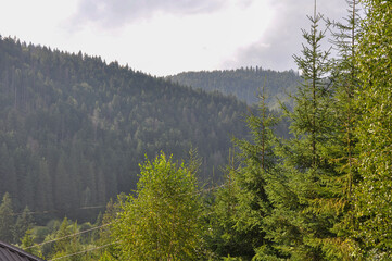Mountain landscape with dense evergreen forest covering the hills under a bright, slightly cloudy sky. 