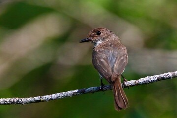 Eastern Wood-Pewee on branch