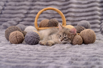 Cute kitten lying among yarn balls on soft fabric