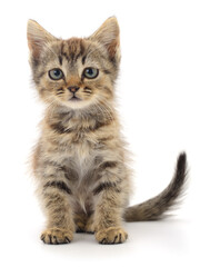 Cute kitten isolated on white background