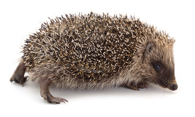 Hedgehog isolated on white background side view
