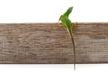 Green lizard on wooden plank isolated on white