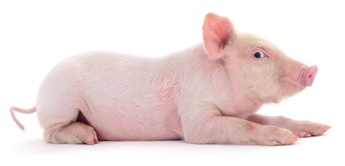 Piglet isolated on white background