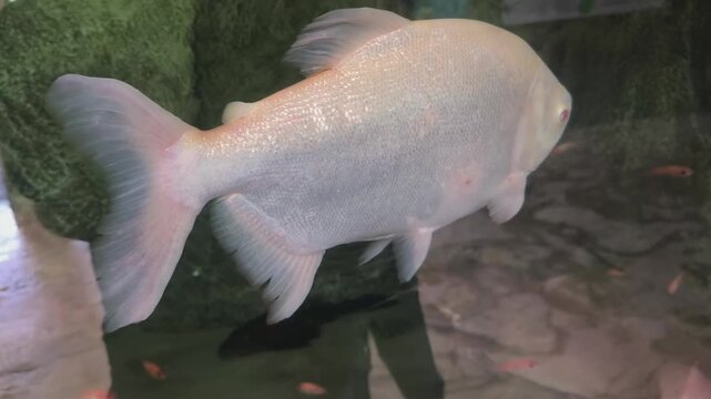 Albino pacu glides smoothly, showcasing bright scales and gentle movements gracefully.