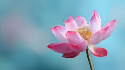 A pink flower with a white center is the main focus of the image. The flower is surrounded by a blue background, which creates a sense of calmness and serenity