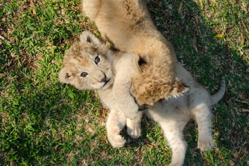 baby lion
