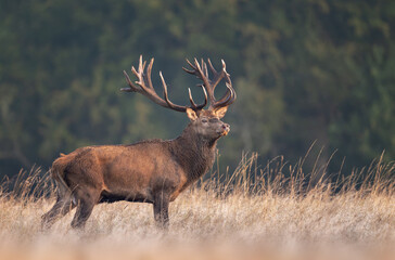 Deer male buck ( Cervus elaphus ) during rut
