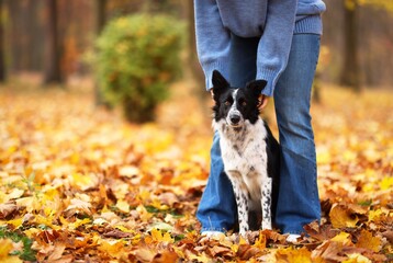 Fototapeta premium Woman walking her cute dog in autumn park, closeup. Space for text