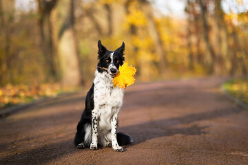 Cute dog with autumn leaf in park, space for text