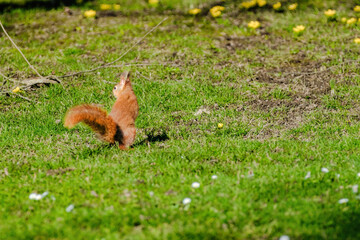 A squirrel is sitting on the ground in a grassy area.