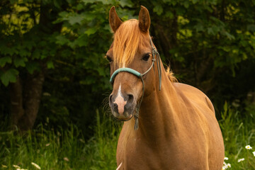 Obraz premium portrait of a chestnut horse