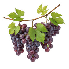 Fototapeta premium Three bunches of ripe red grapes hanging from a branch with green leaves isolated on transparent background